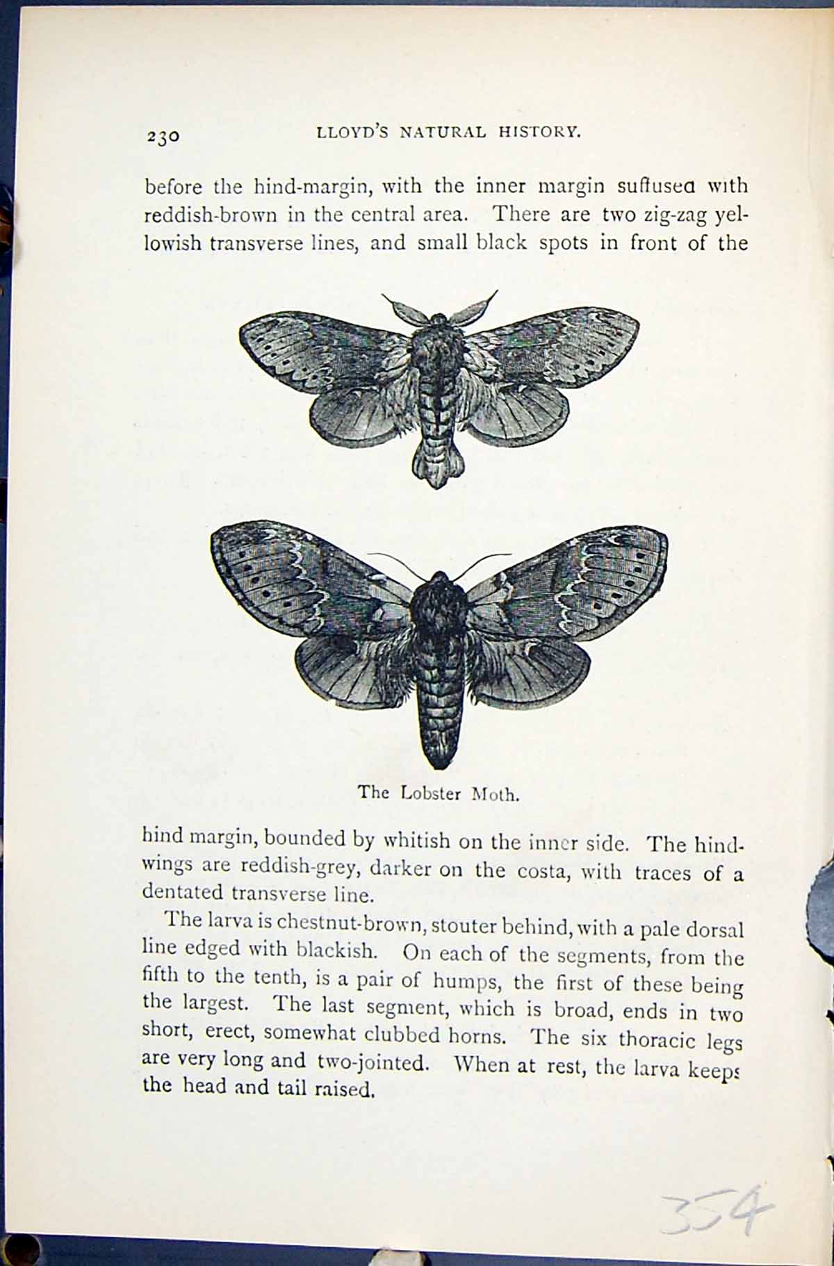 Old Lobster Moth Stauropus Butterflies 1896 Lloyd Kirby Natural Histo Victorian