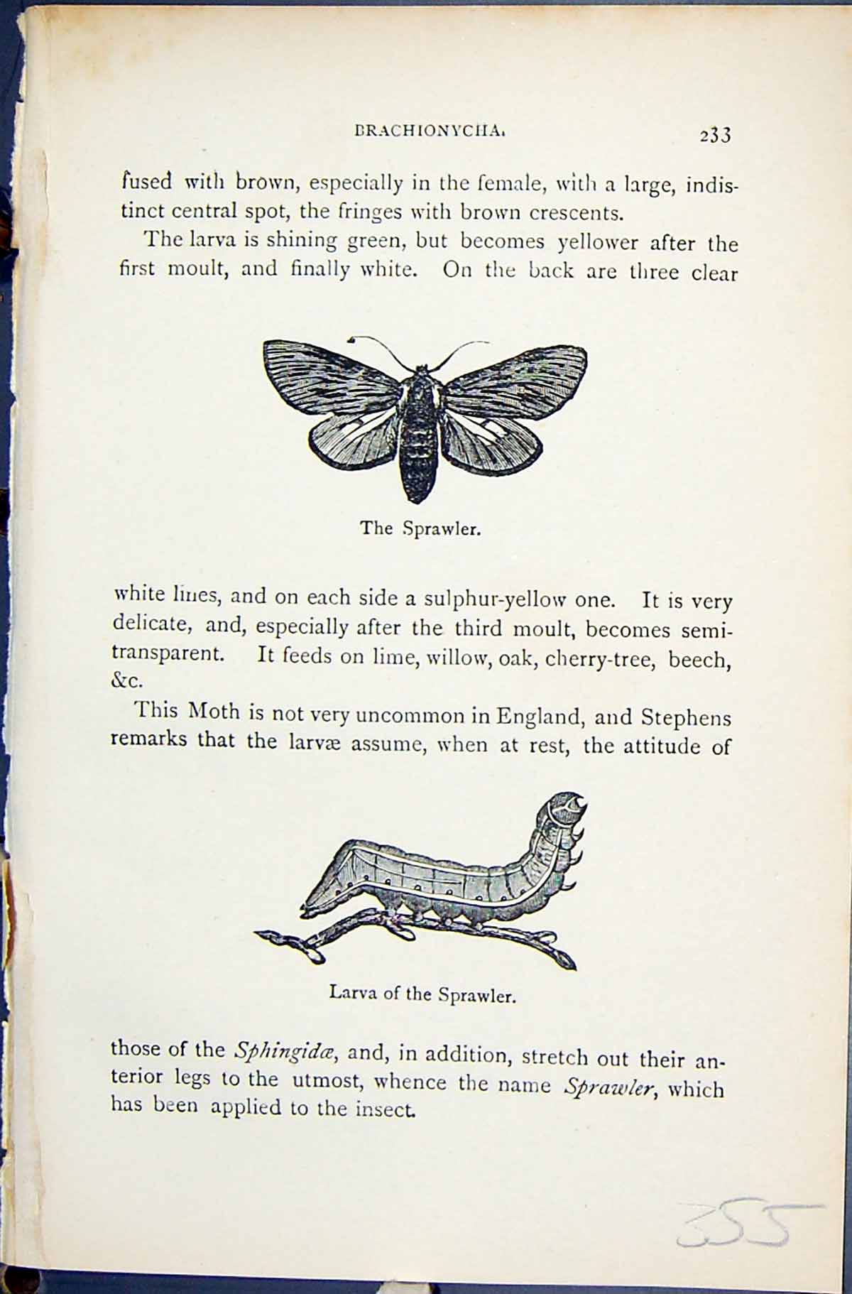 Old Drachionycha Sprawler Larva Butterflies 1896 Lloyd Kirby Natural Victorian