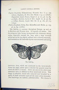 Old Buff-Tip Phalera Bucephala Butterflies 1896 Lloyd Kirby Natural H Victorian