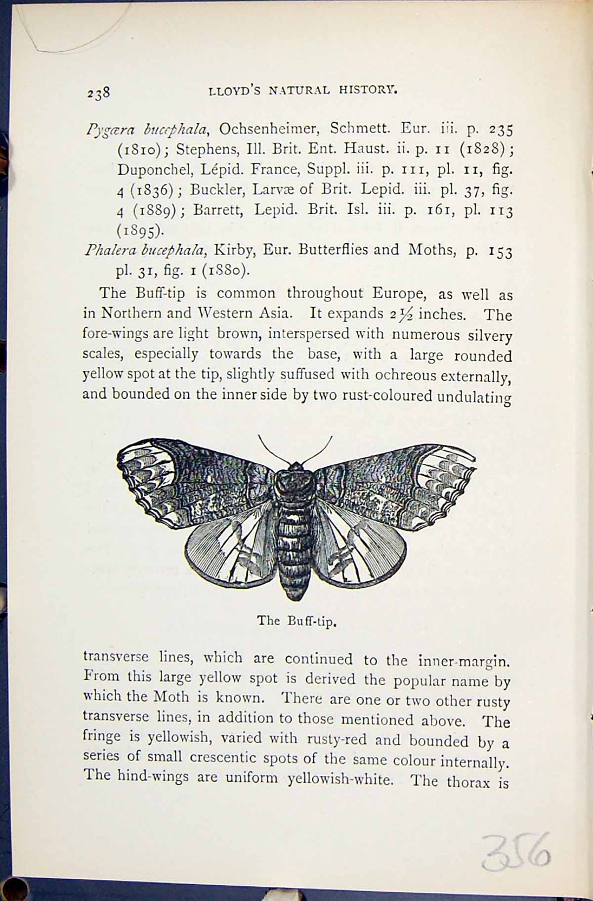 Old Buff-Tip Phalera Bucephala Butterflies 1896 Lloyd Kirby Natural H Victorian