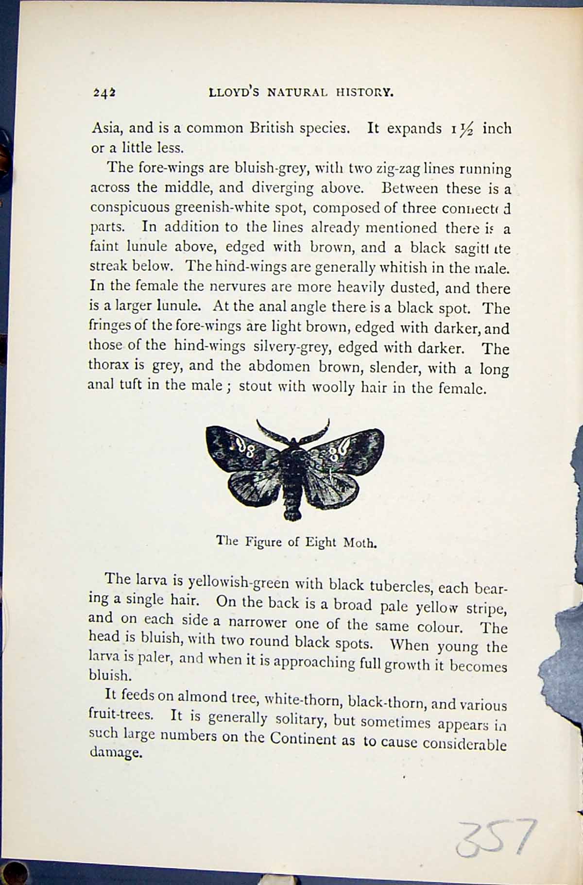 Antique Old Print Figure Eight Moth Heteromorpha Butterflies 1896 Lloyd Kirby