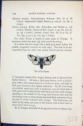 Antique Old Print Alder Kitten Cerura Bicuspis Butterflies 1896 Lloyd Kirby