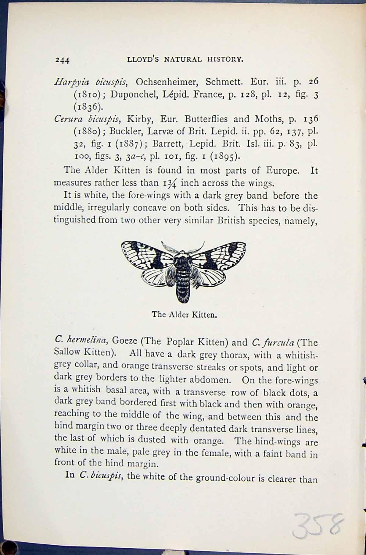 Antique Old Print Alder Kitten Cerura Bicuspis Butterflies 1896 Lloyd Kirby