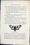 Old Poplar Kitten Cerura Butterflies 1896 Lloyd Kirby Natural History Victorian
