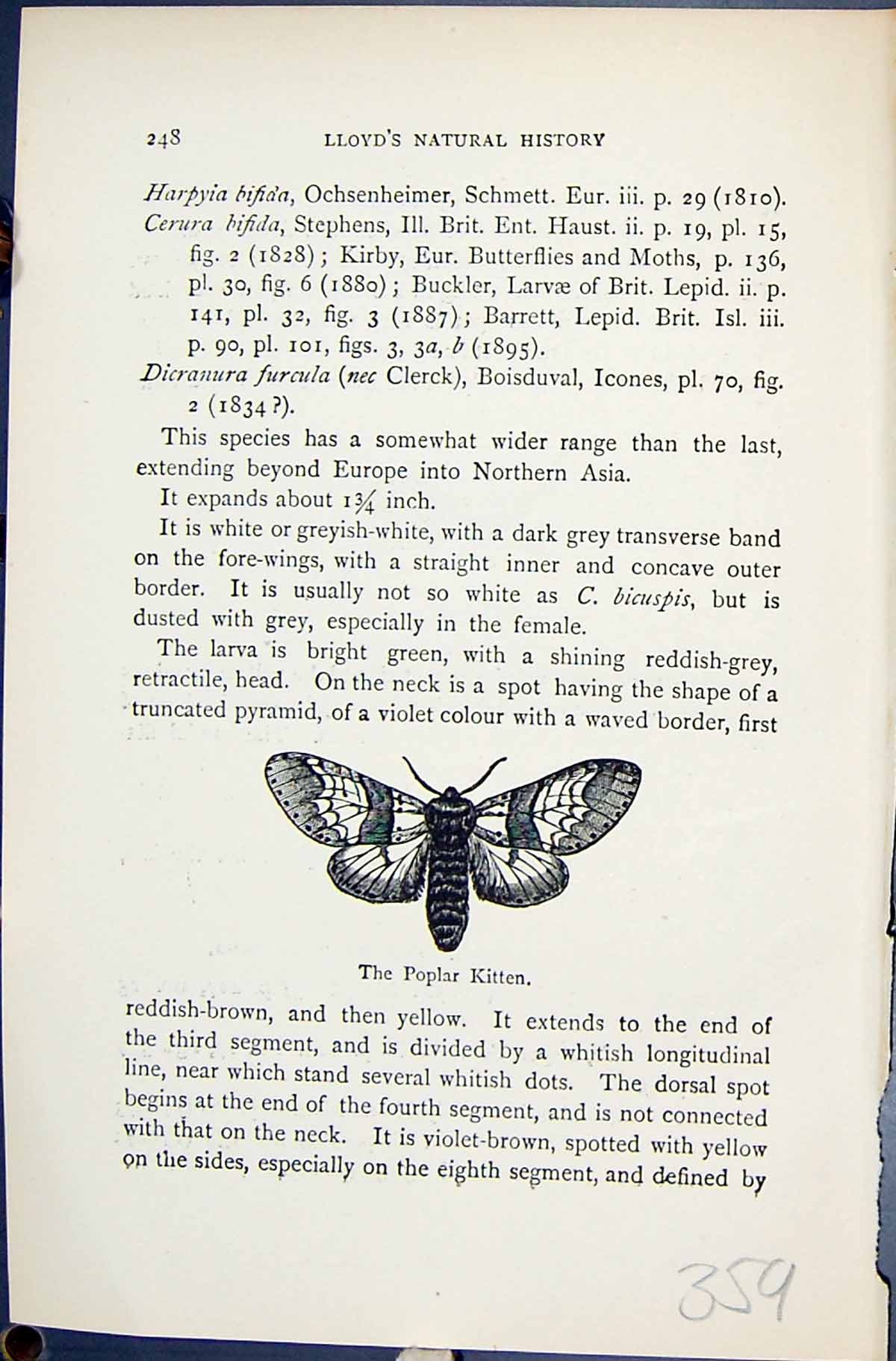 Old Poplar Kitten Cerura Butterflies 1896 Lloyd Kirby Natural History Victorian