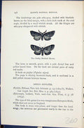 Old Dusky Marbled Brown Gluphisia Crenata Butterflies 1896 Lloyd Kirb Victorian