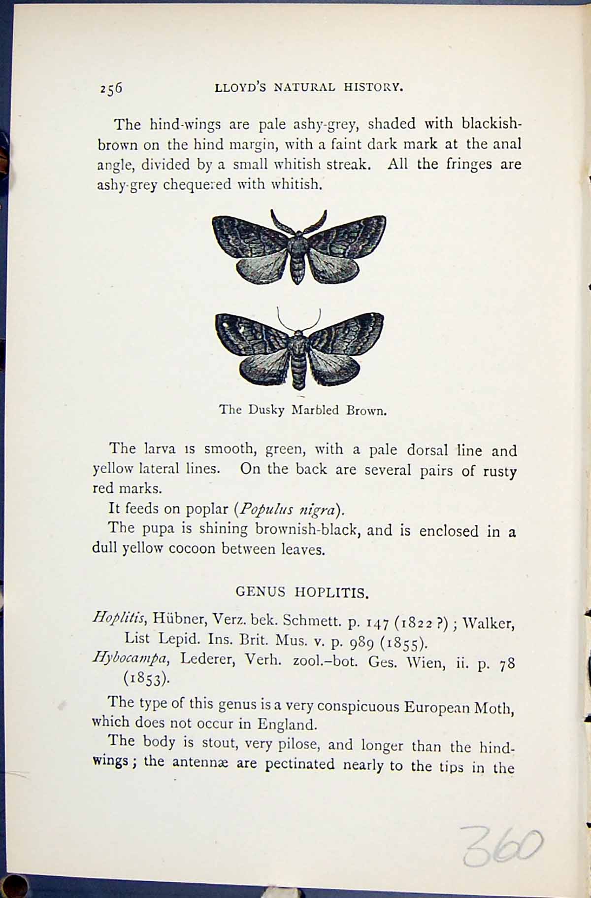 Old Dusky Marbled Brown Gluphisia Crenata Butterflies 1896 Lloyd Kirb Victorian