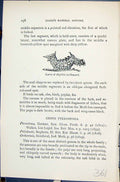Old Larva Hopilitis Milhauseri Butterflies 1896 Lloyd Kirby Natural H Victorian