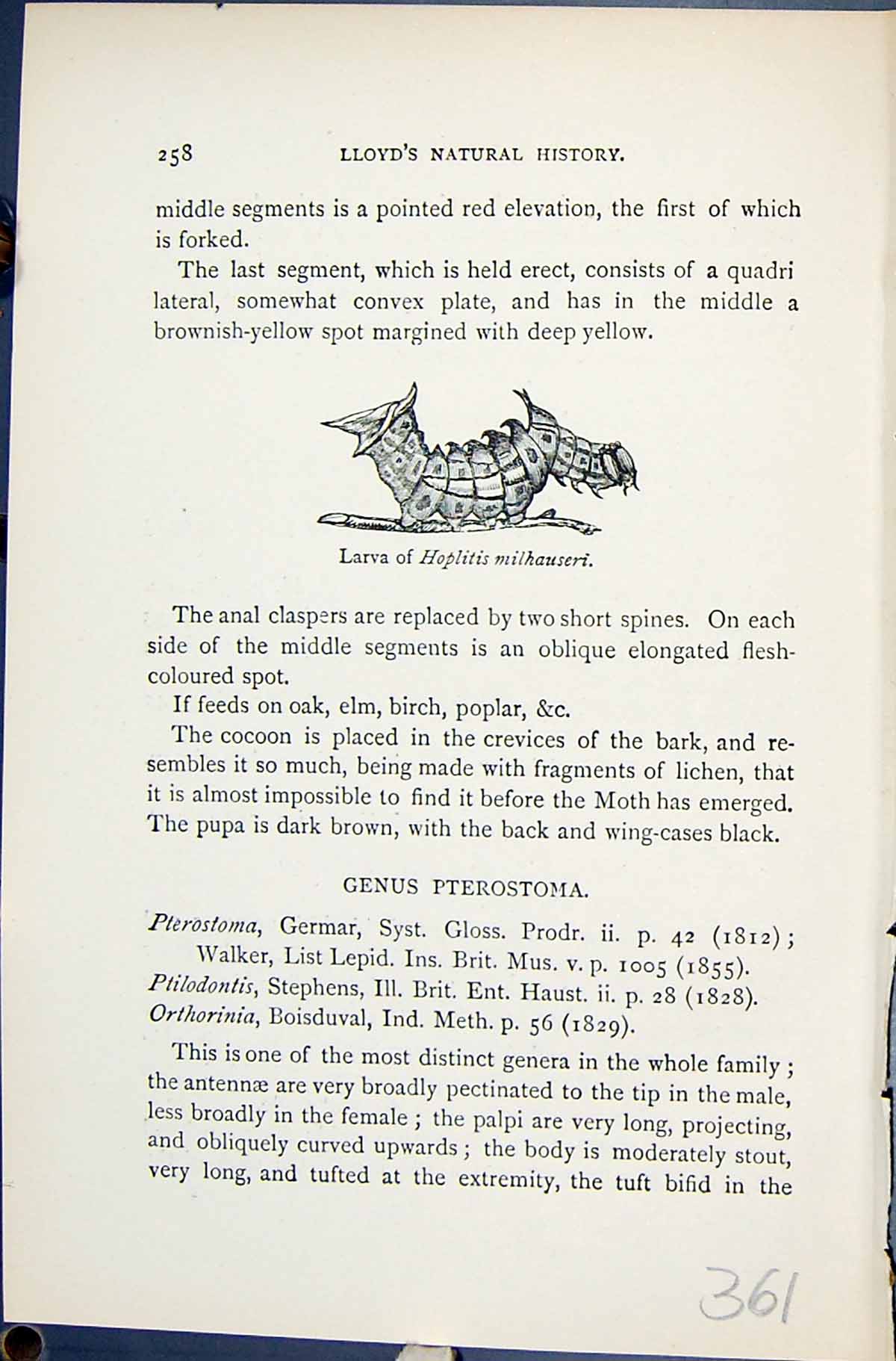 Old Larva Hopilitis Milhauseri Butterflies 1896 Lloyd Kirby Natural H Victorian