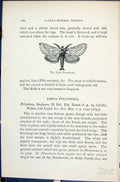 Old Print Pale Prominent Pterostoma Palpinum Butterflies 1896 Lloyd Kirby 19th