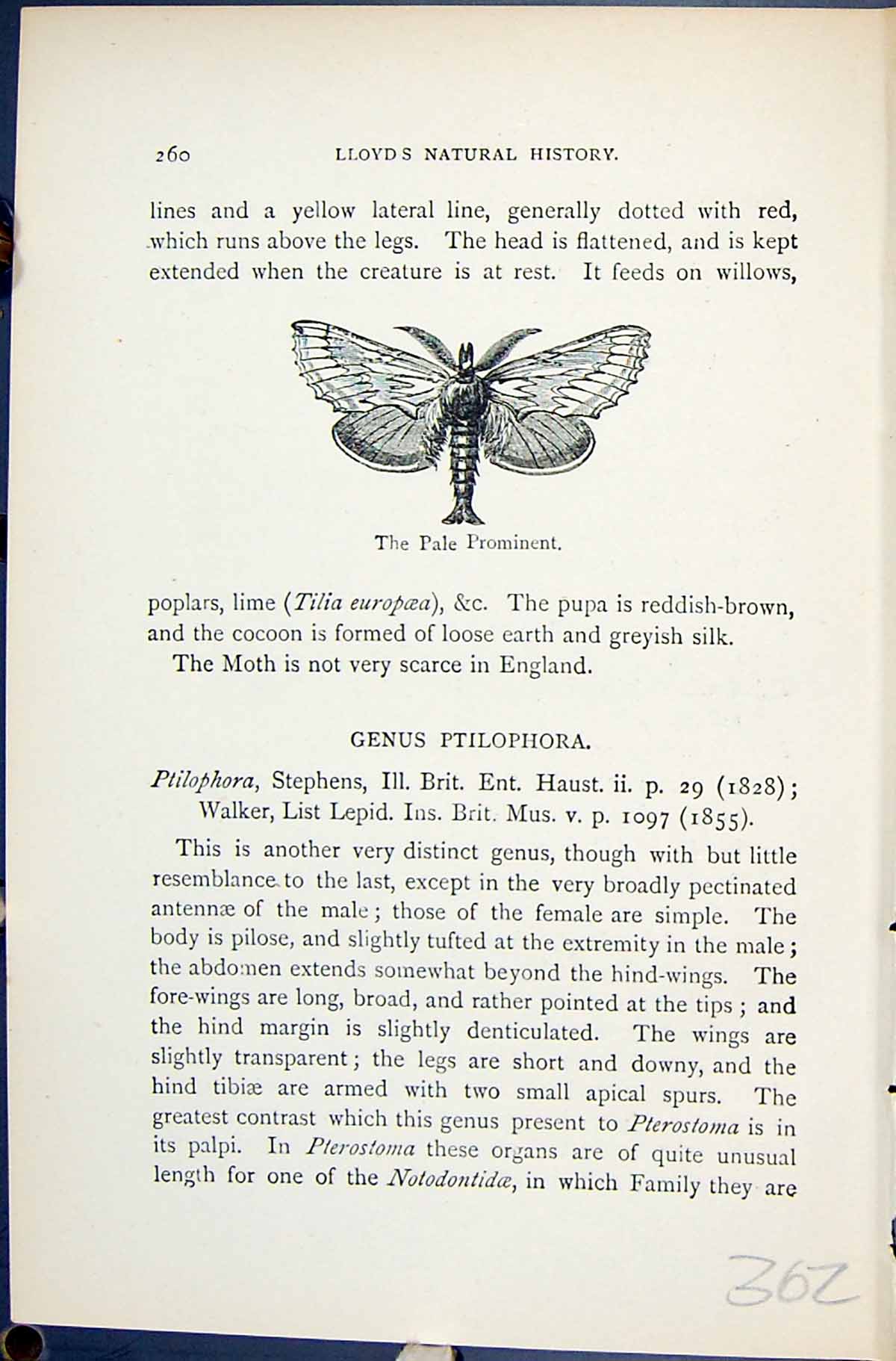 Old Print Pale Prominent Pterostoma Palpinum Butterflies 1896 Lloyd Kirby 19th