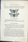 Old Butterflies 1896 Lloyd Kirby Feathered Prominent Ptilophora Plumi Victorian