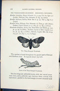 Old Three-Humped Prominent Larva Notodonta Butterflies 1896 Lloyd Kir Victorian