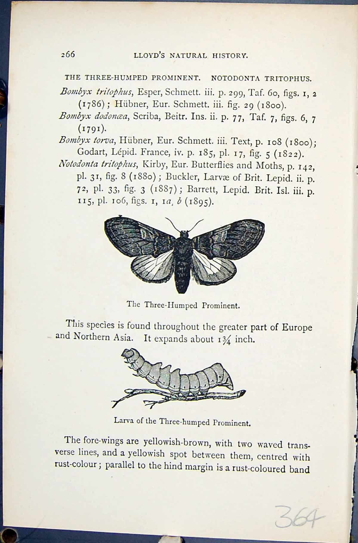 Old Three-Humped Prominent Larva Notodonta Butterflies 1896 Lloyd Kir Victorian