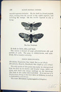 Old Iron Prominent Notodonta Dromedarius Butterflies 1896 Lloyd Kirby Victorian