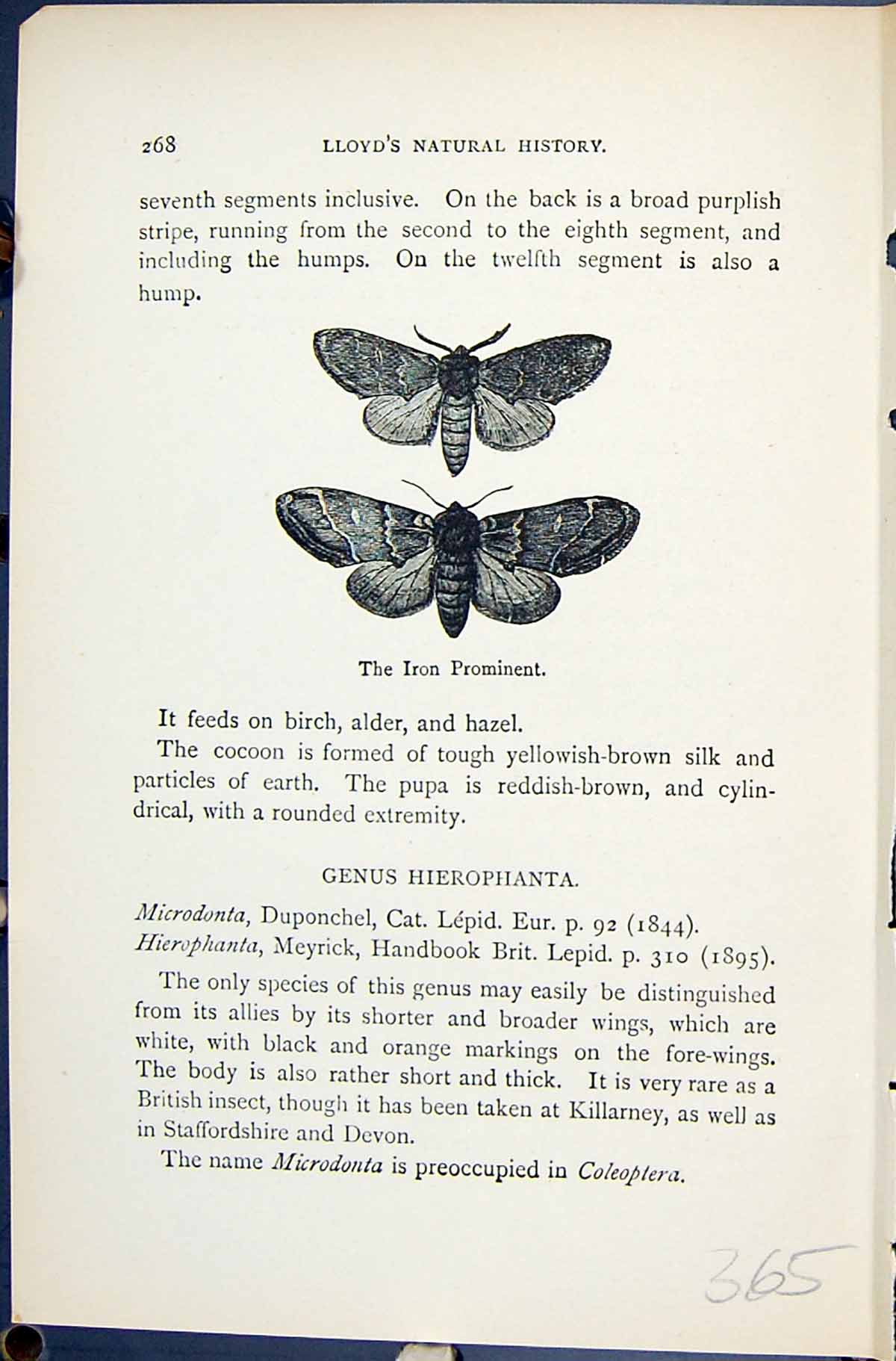 Old Iron Prominent Notodonta Dromedarius Butterflies 1896 Lloyd Kirby Victorian