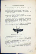 Old Print Narrow-Bordered Five-Spot Burnet Butterflies 1896 Lloyd Kirby 19th