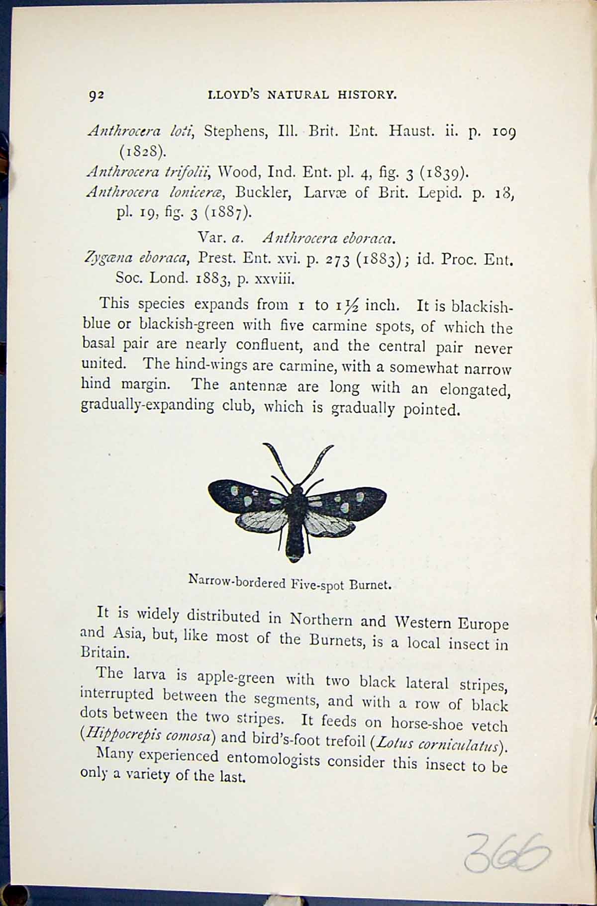 Old Print Narrow-Bordered Five-Spot Burnet Butterflies 1896 Lloyd Kirby 19th