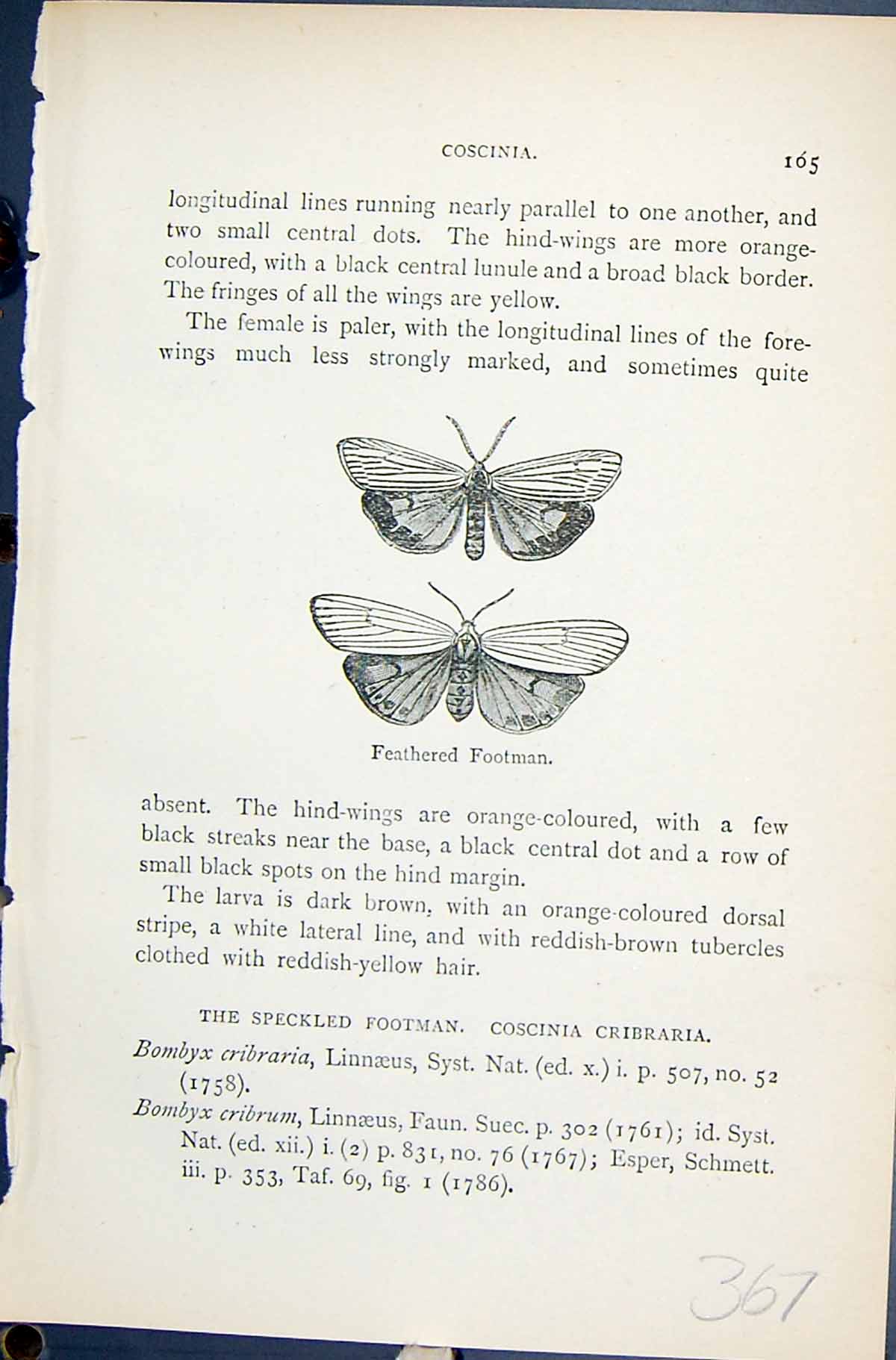 Old Feathered Footman Speckled Coscinia Cribraria Butterflies 1896 Ll 19th