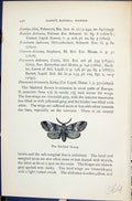 Antique Old Print Marbled Brown Lunar Drymonia Butterflies 1896 Lloyd Kirby