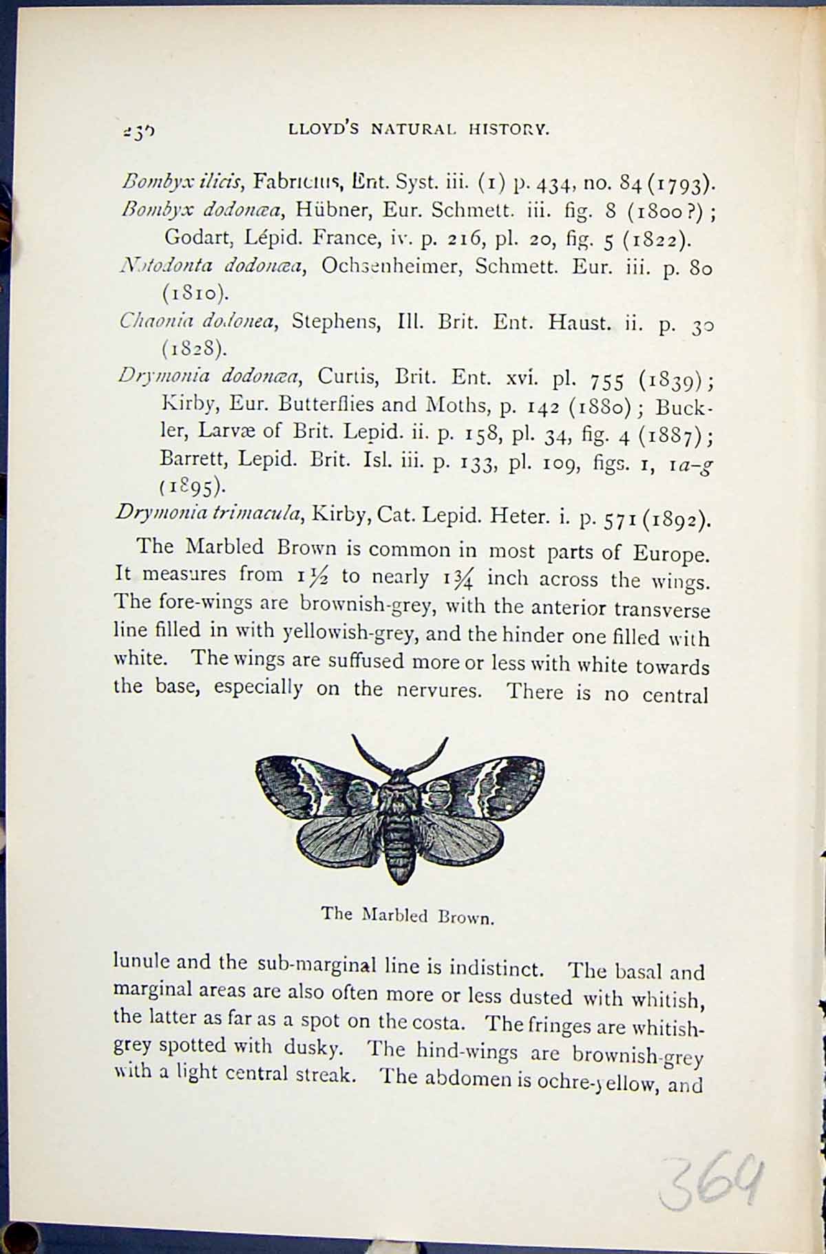 Antique Old Print Marbled Brown Lunar Drymonia Butterflies 1896 Lloyd Kirby