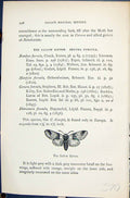 Old Sallow Kitten Larva Alder Kitten Cerura Butterflies 1896 Lloyd Ki 19th