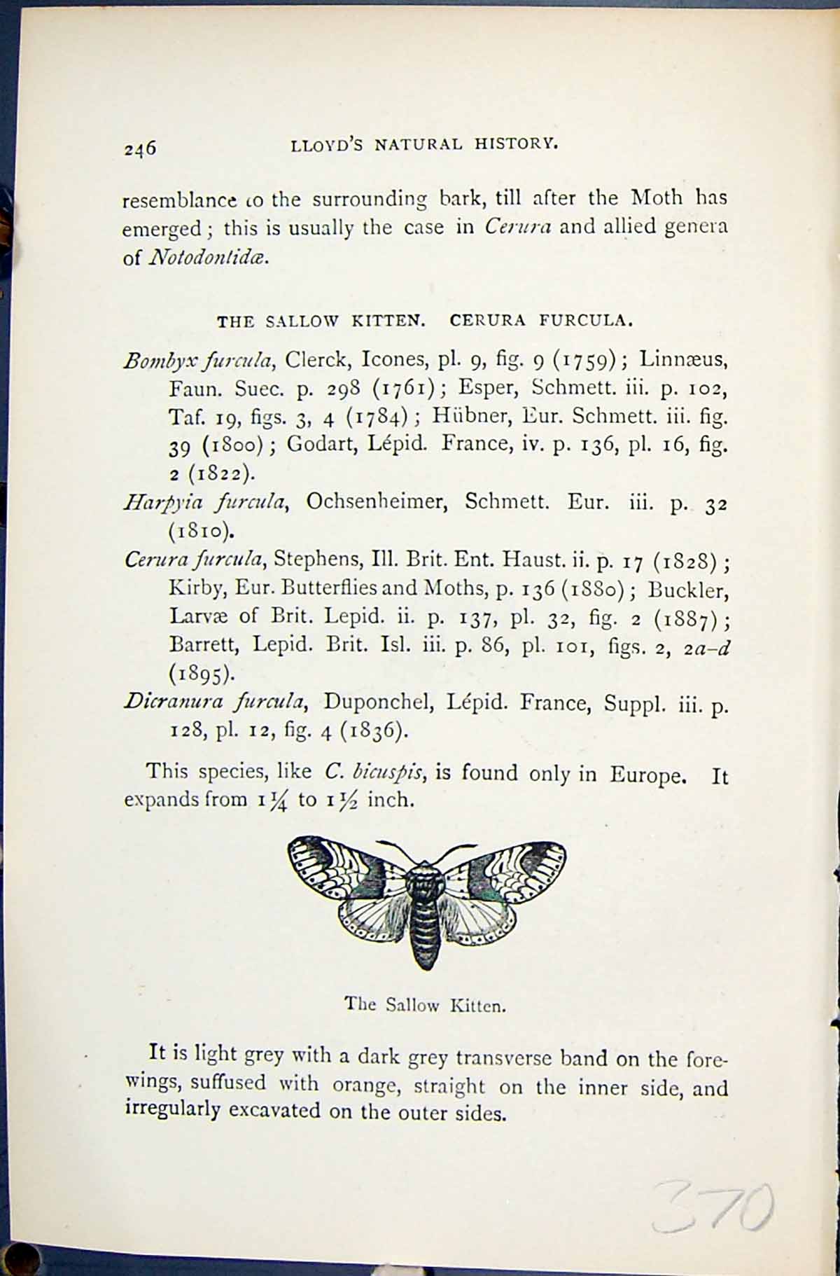 Old Sallow Kitten Larva Alder Kitten Cerura Butterflies 1896 Lloyd Ki 19th