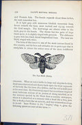 Old Puss-Moth Male Larva Poplar Kitten Cerura Butterflies 1896 LloydVictorian