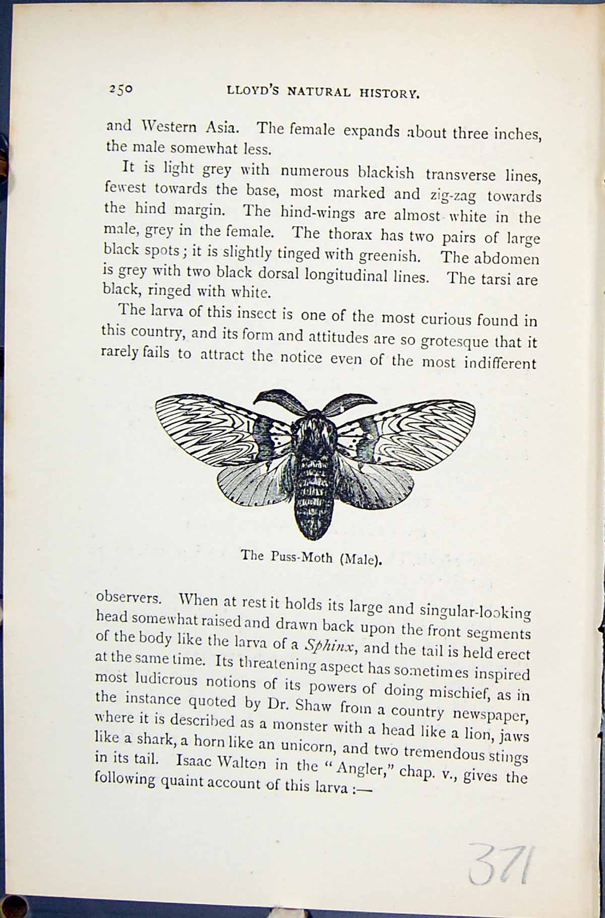 Old Puss-Moth Male Larva Poplar Kitten Cerura Butterflies 1896 LloydVictorian