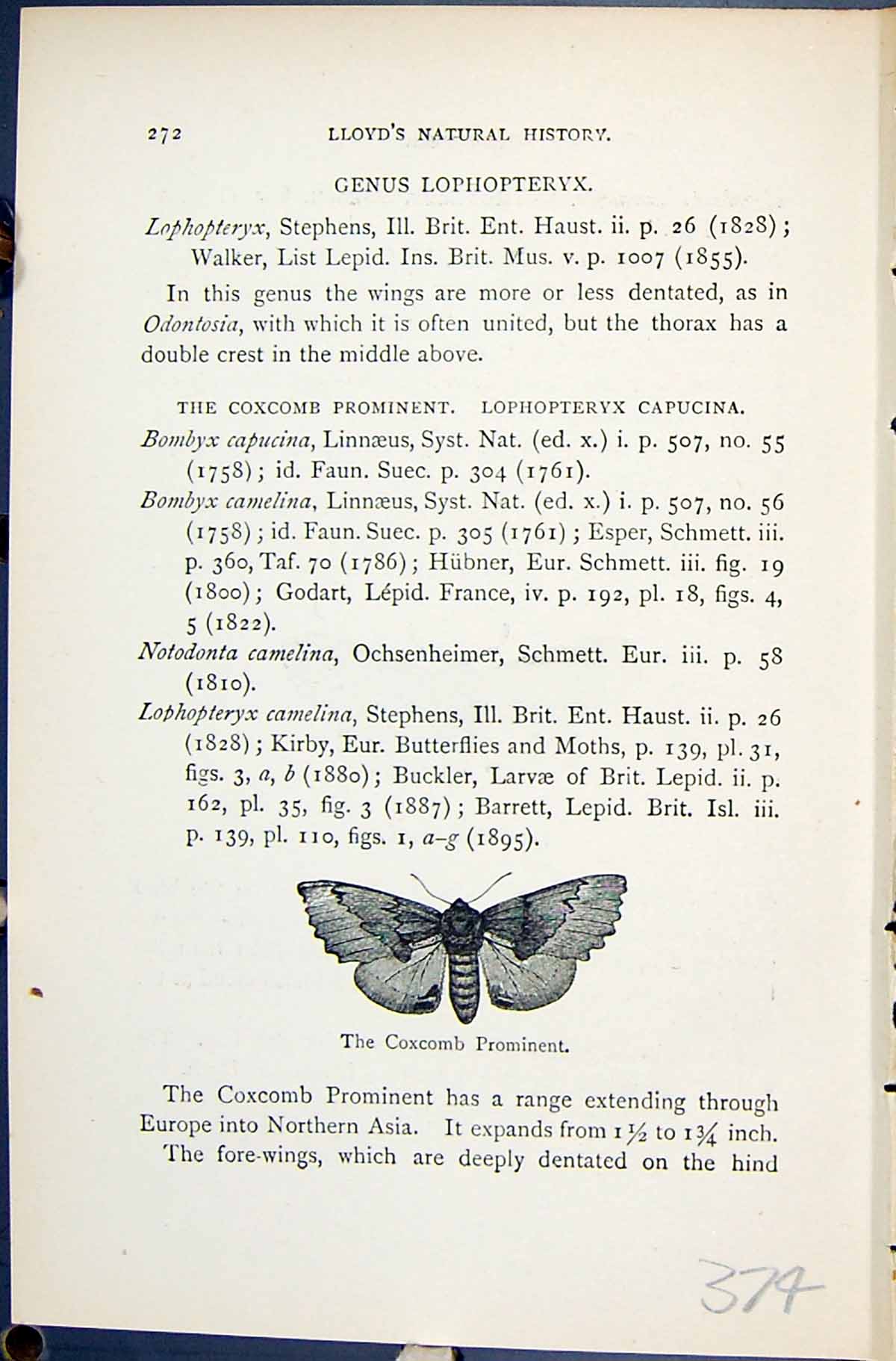 Old Coxcomb Prominent Scarce Odontosia Butterflies 1896 Lloyd KirbyVictorian