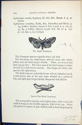 Old Butterflies 1896 Lloyd Kirby Maple Prominent Larva Coxcomb Lophop 19th