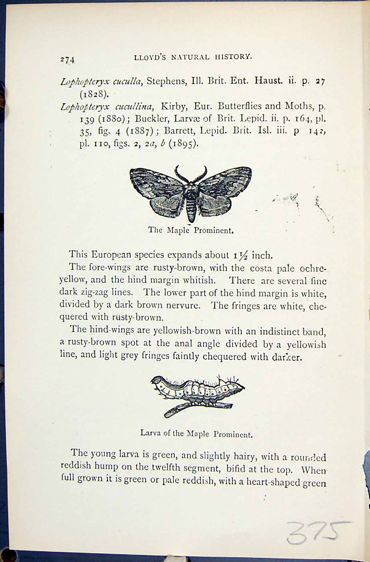 Old Butterflies 1896 Lloyd Kirby Maple Prominent Larva Coxcomb Lophop 19th