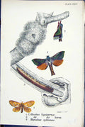 Old Oenetus Lignivorus Larva Hepiatus Sylvinus Butterflies 1896 Lloyd Victorian