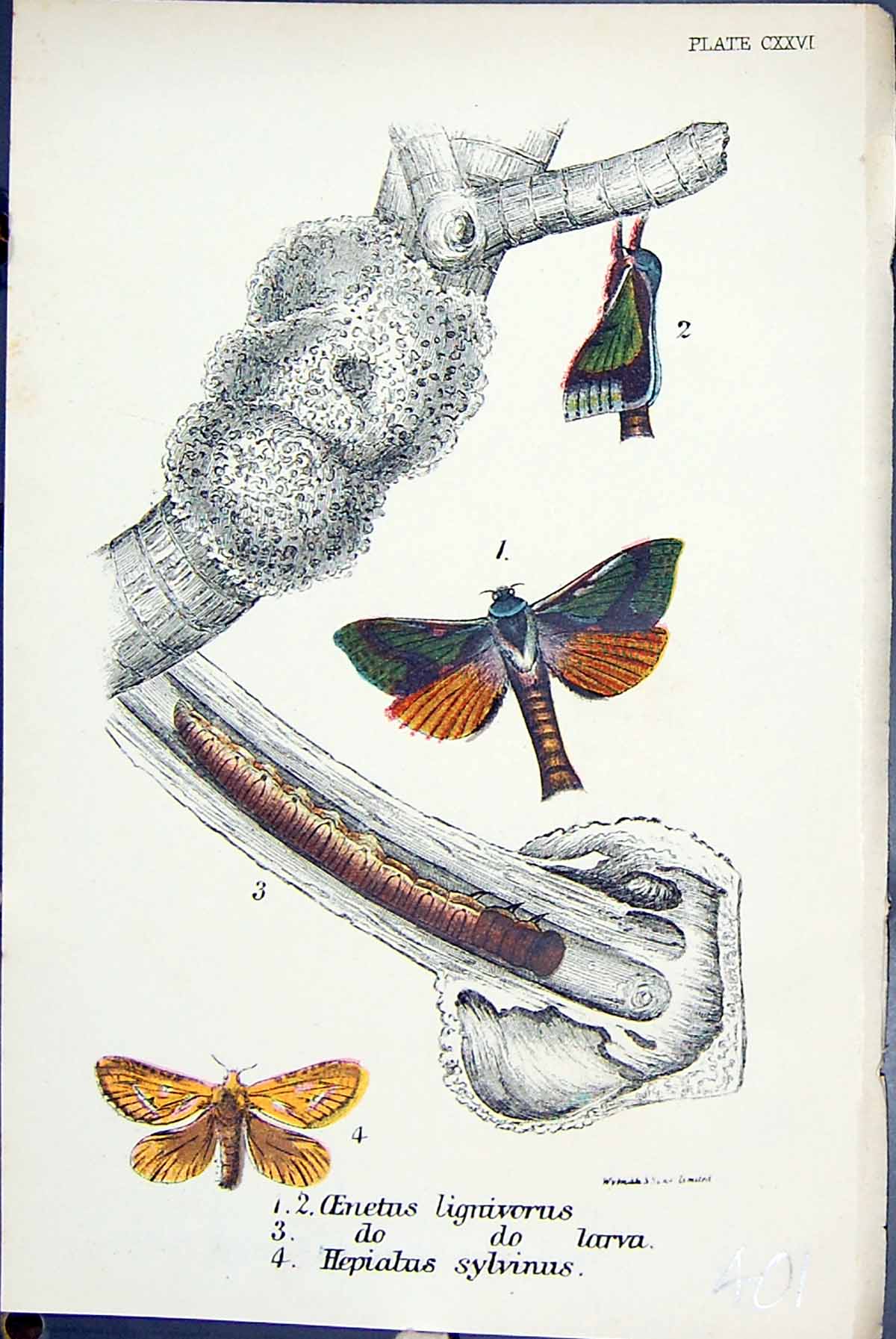Old Oenetus Lignivorus Larva Hepiatus Sylvinus Butterflies 1896 Lloyd Victorian