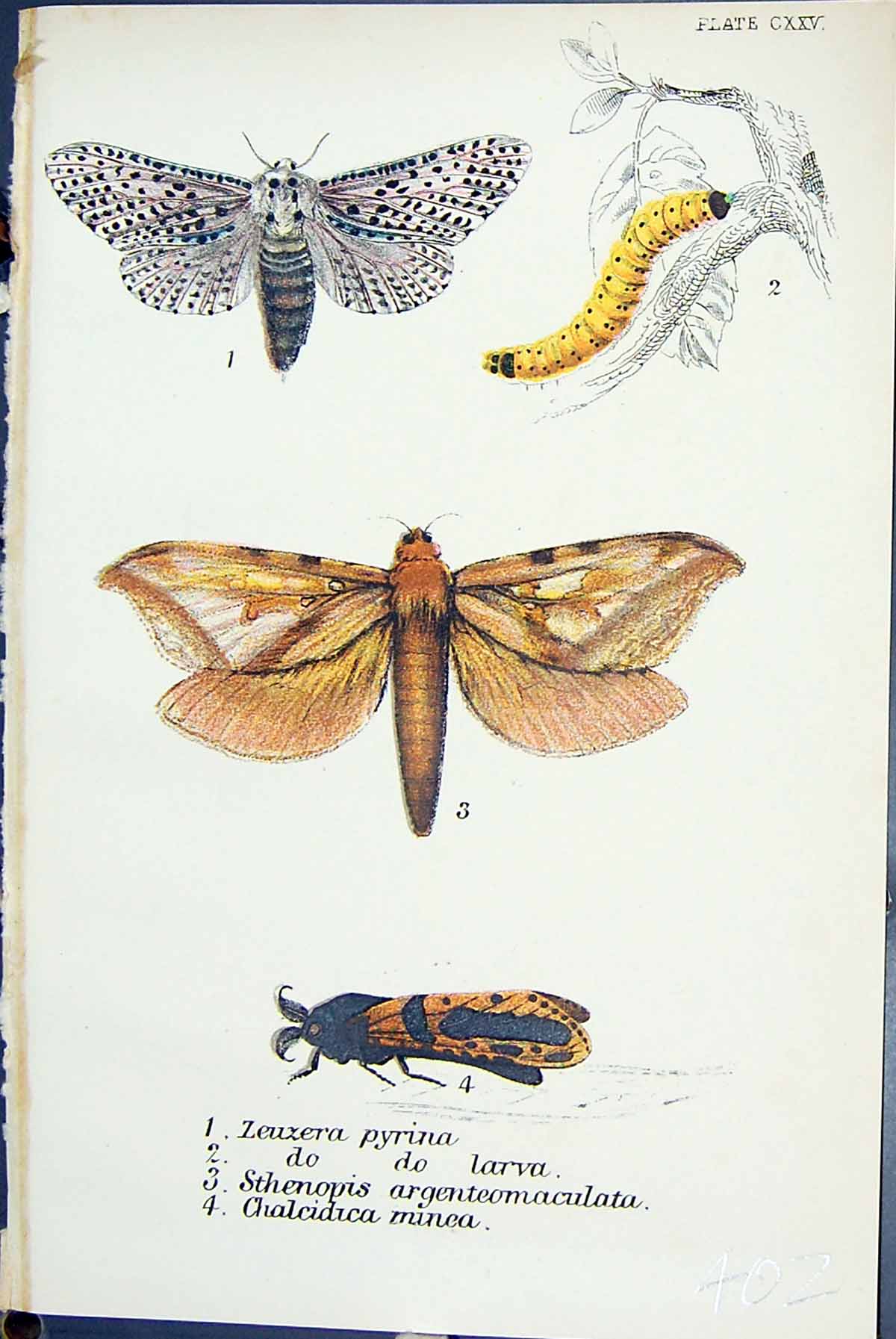 Old Zeuzera Pyrina Larva Sthenopis Chalcidica Minea Butterflies 1896 Victorian