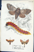 Old Trypanus Cossus Stygia Austratis Arbela Butterflies 1896 Lloyd Ki Victorian
