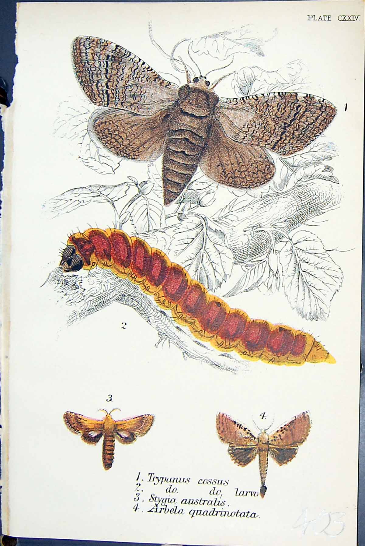 Old Trypanus Cossus Stygia Austratis Arbela Butterflies 1896 Lloyd Ki Victorian