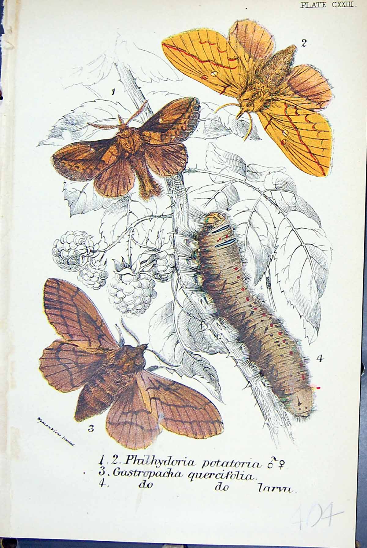 Old Philhydoria Potatoria Gastropacha Larva Butterflies 1896 Lloyd Ki Victorian