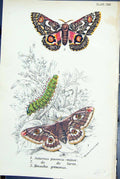 Old Saturnia Pavonia Minor Larva Henucha Grimmia Butterflies 1896 Llo Victorian