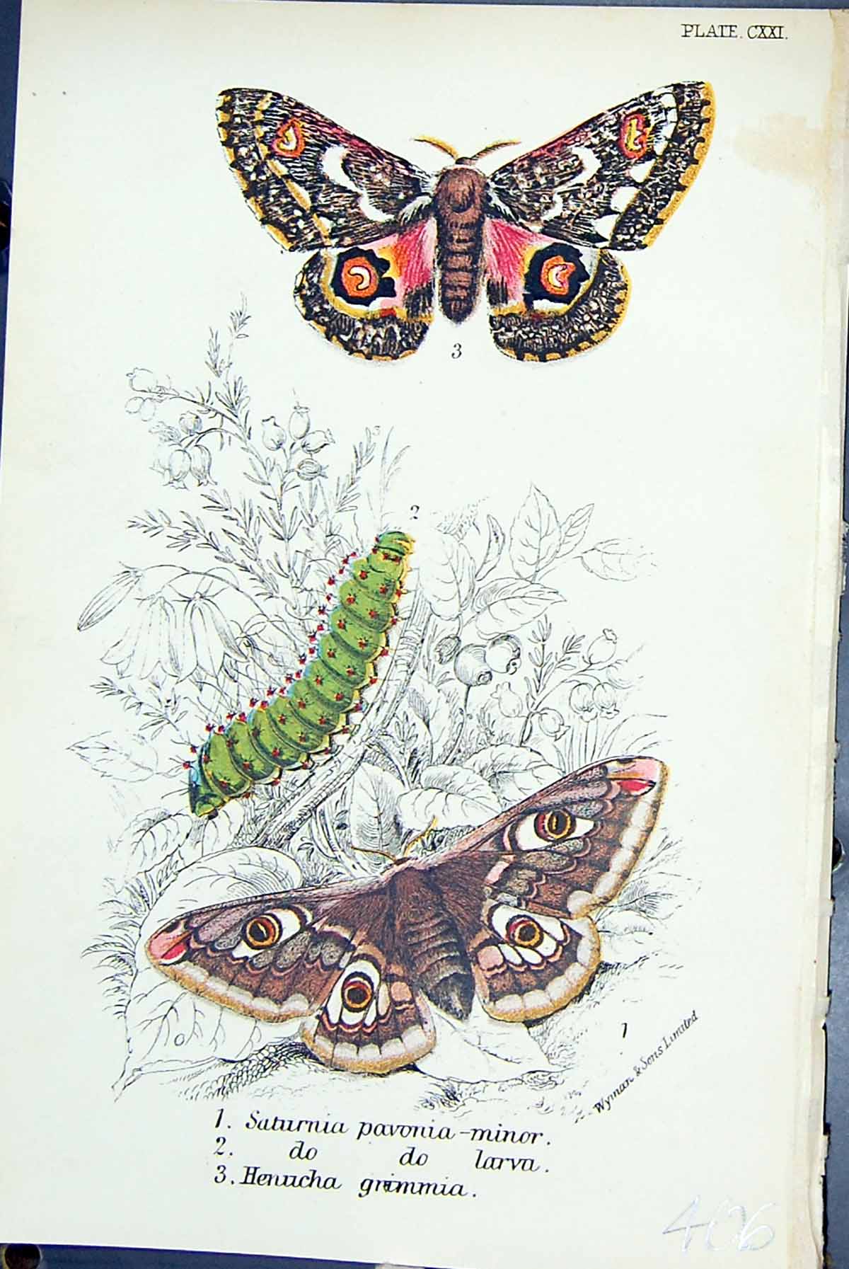 Old Saturnia Pavonia Minor Larva Henucha Grimmia Butterflies 1896 Llo Victorian