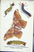Antique Print Arsenura Cassandra Larva Armida Butterflies 1896 Lloyd Kirby 19th