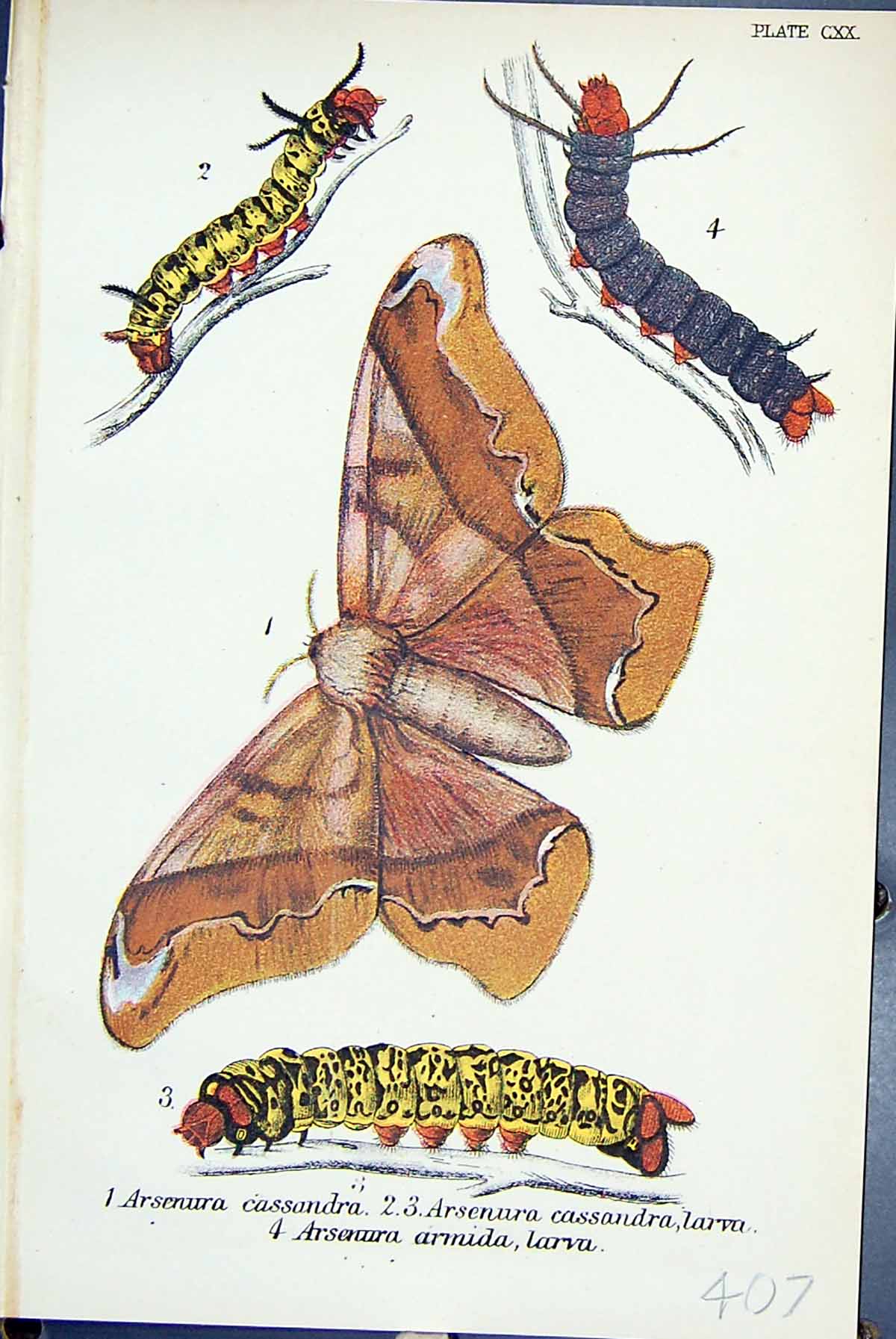Antique Print Arsenura Cassandra Larva Armida Butterflies 1896 Lloyd Kirby 19th