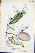 Old Philosamia Lunula Larva Antheraeza Mylitta Cocoon Butterflies 189 Victorian