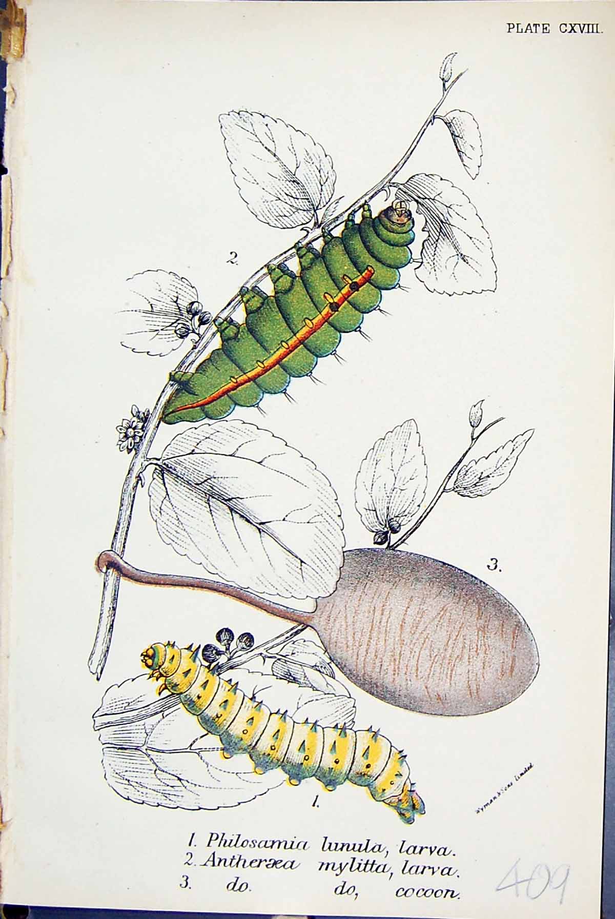 Old Philosamia Lunula Larva Antheraeza Mylitta Cocoon Butterflies 189 Victorian