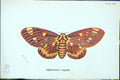 Old Antique Print Citheronia Regalis Butterflies 1896 Lloyd Kirby Colour 19th