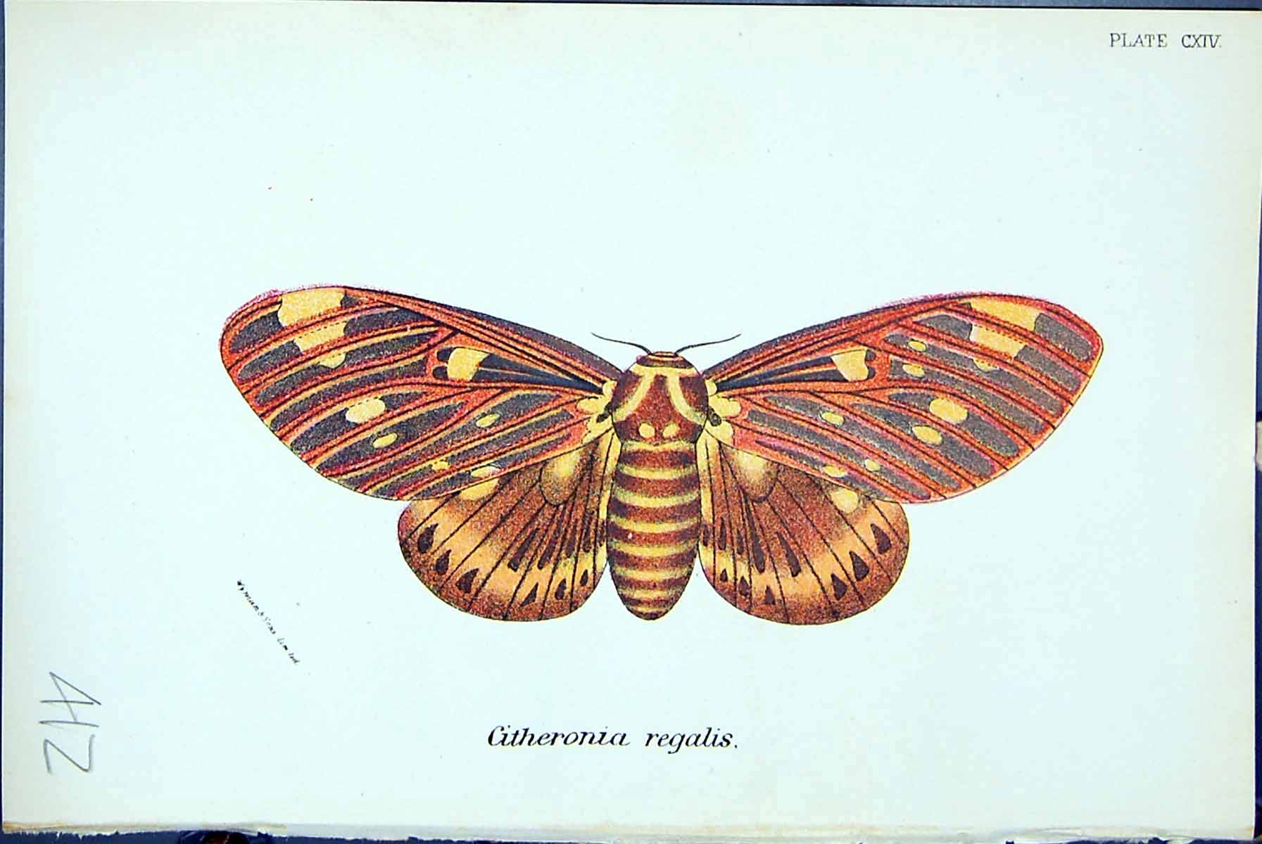 Old Antique Print Citheronia Regalis Butterflies 1896 Lloyd Kirby Colour 19th