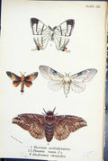 Old Therinia Podaliriaria Pinara Cana Endromis Butterflies 1896 Lloyd Victorian