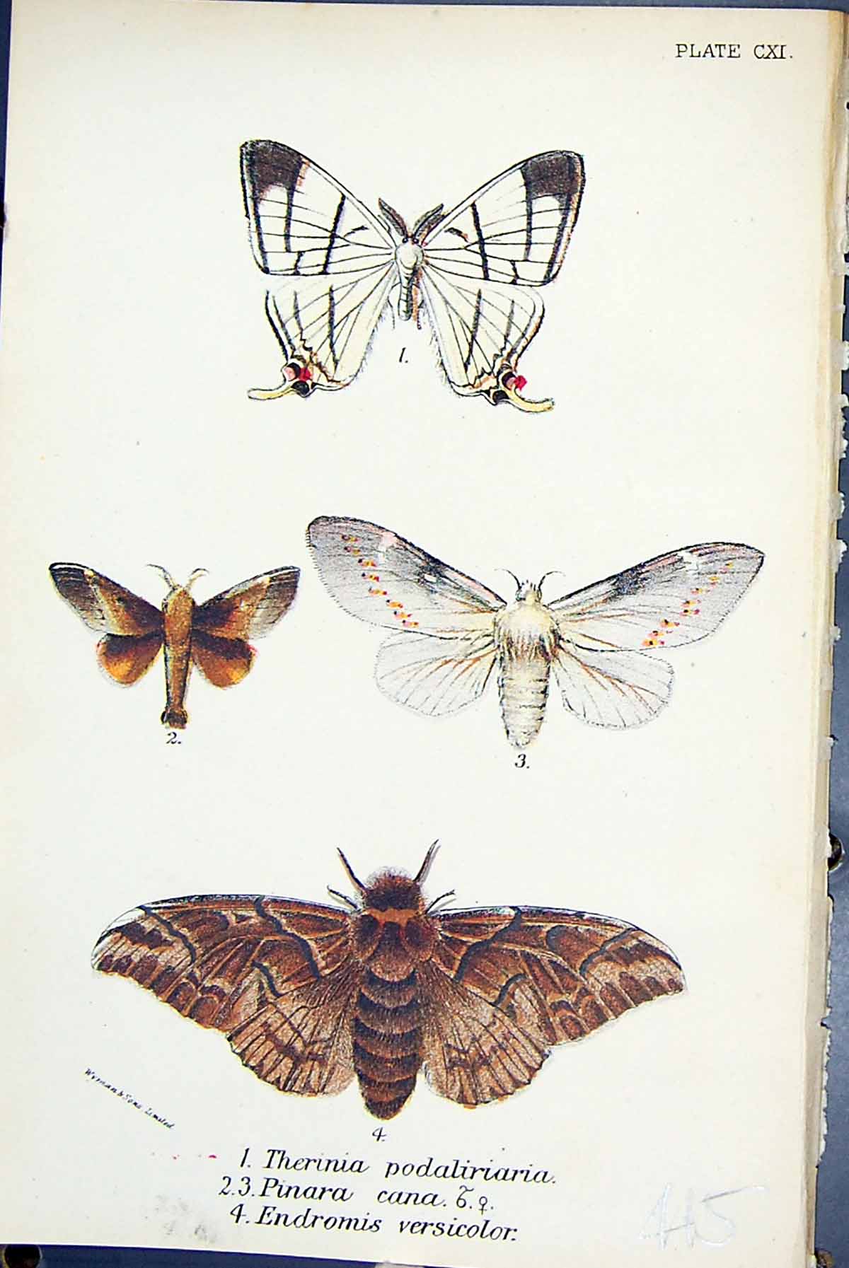 Old Therinia Podaliriaria Pinara Cana Endromis Butterflies 1896 Lloyd Victorian