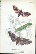 Old Amorpha Populi Larva Smerinthus Ocellatus Butterflies 1896 Lloyd Victorian