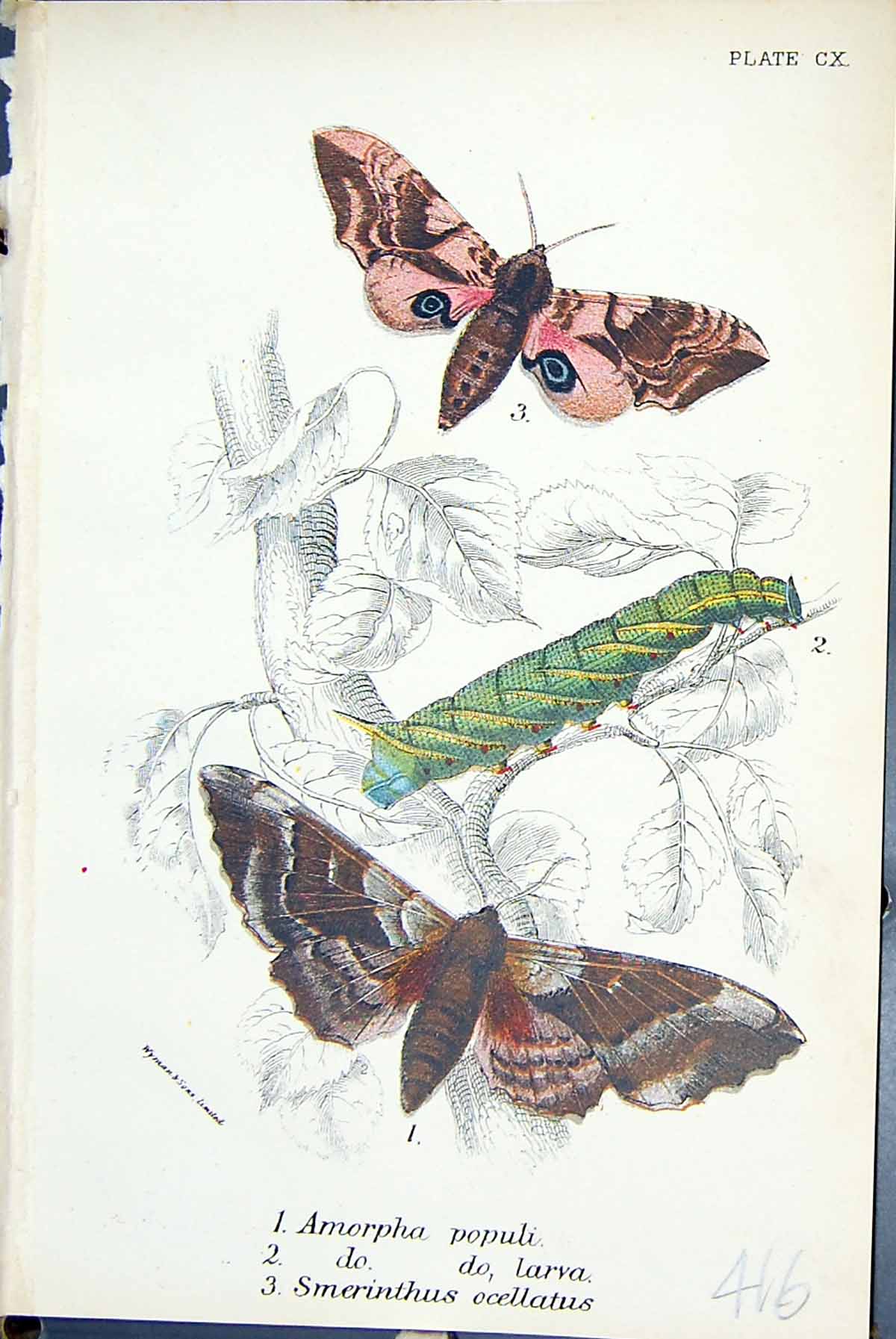 Old Amorpha Populi Larva Smerinthus Ocellatus Butterflies 1896 Lloyd Victorian
